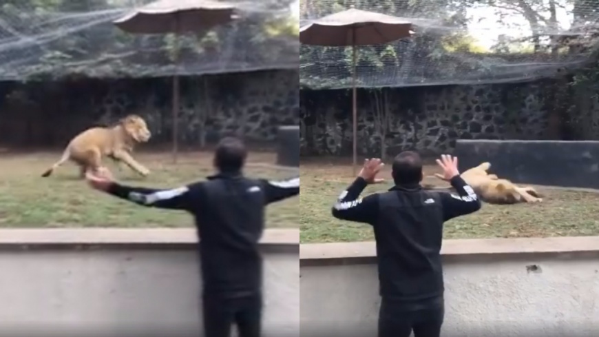 你來了!見救命恩人太興奮 獅子急煞討摸慘摔