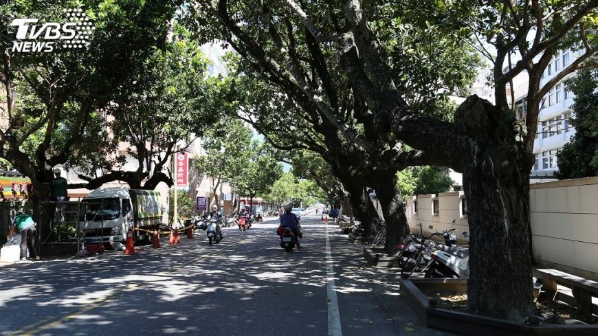 瓊崖海棠百歲老樹 記錄花蓮市歷史