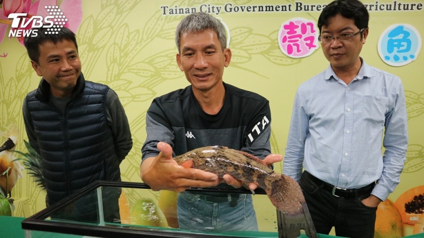 筍殼魚經濟價值高　台南養殖業新星