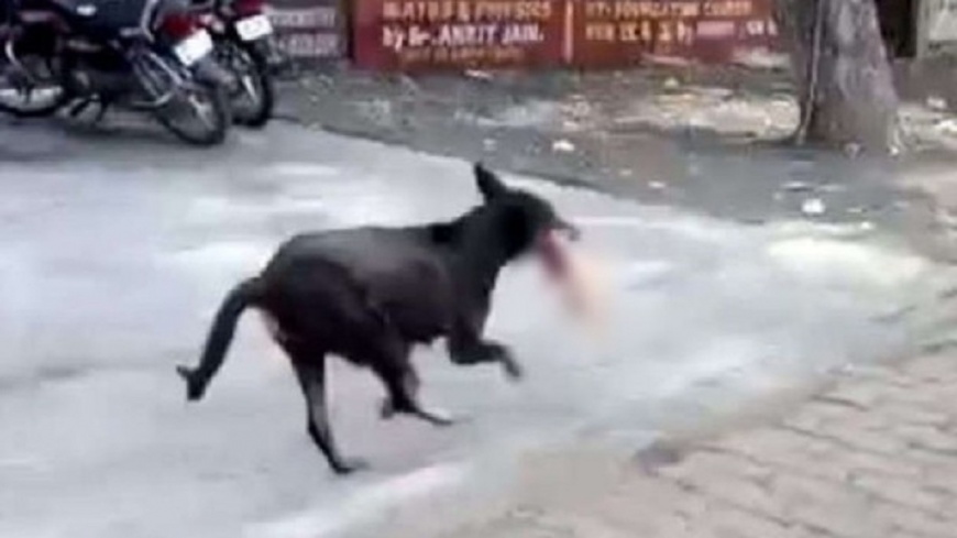 流浪狗叼走嬰屍餵小狗 樹林發現殘肢