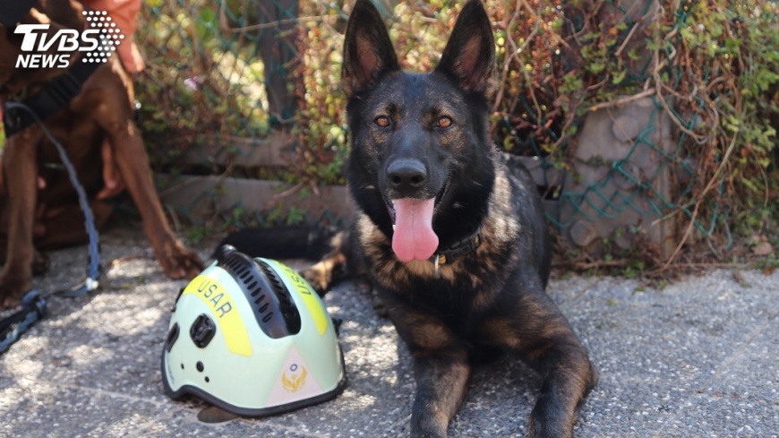 北市高級搜救犬 8歲RUBY開放寄養