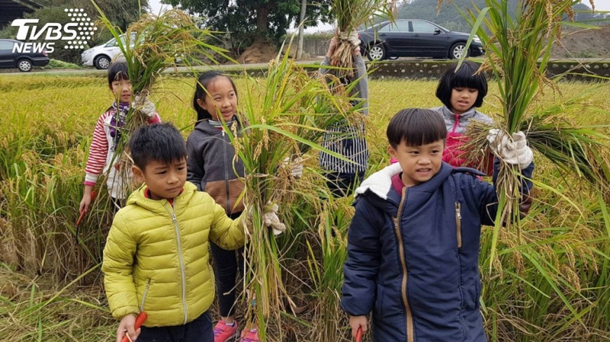 體驗農夫辛勞 國小師生收割飽滿稻穗