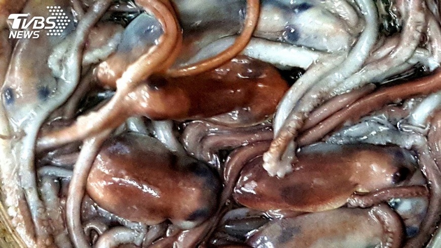 澎湖海域現章魚新種　真正學名待考證