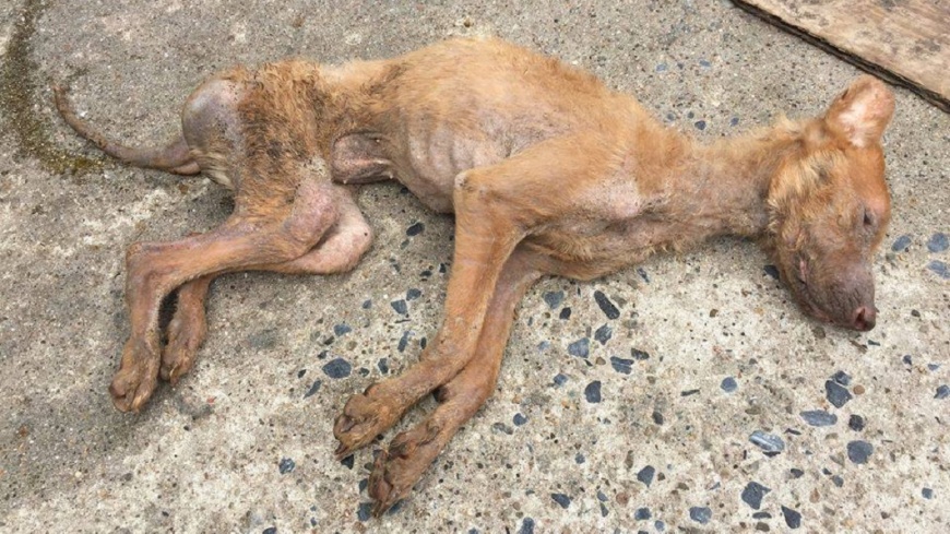 飼主入獄擺爛不管 放任38隻台灣犬「狗吃狗」