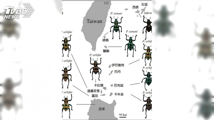 解析球背象鼻蟲DNA 發現跨多島長距擴散