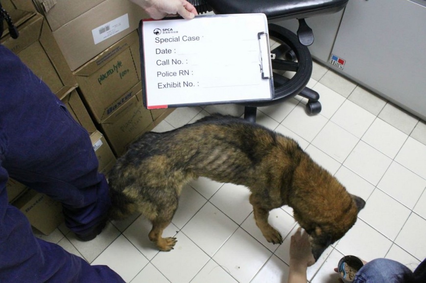 圖/SPCA (HK) 香港愛護動物協會提供
