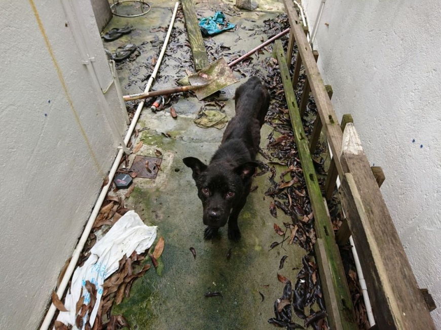 圖/SPCA (HK) 香港愛護動物協會提供