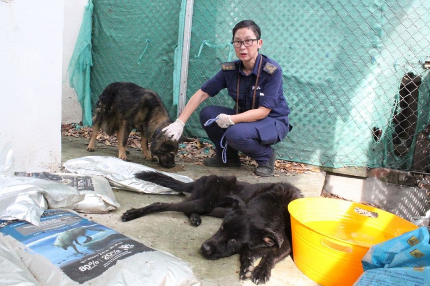 圖/SPCA (HK) 香港愛護動物協會提供