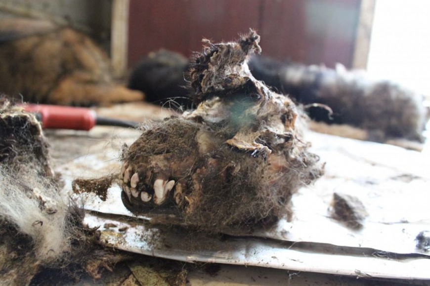 死亡的狗狗,頭與身體已經分離。圖/SPCA (HK) 香港愛護動物協會提供