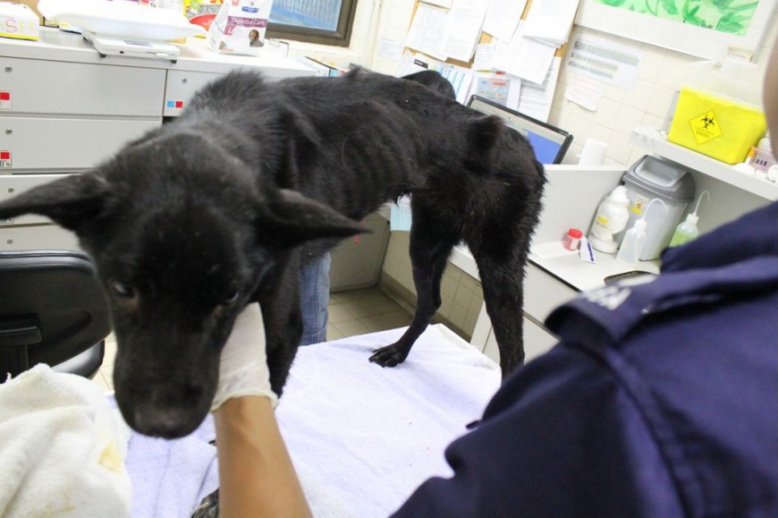 圖/SPCA (HK) 香港愛護動物協會提供