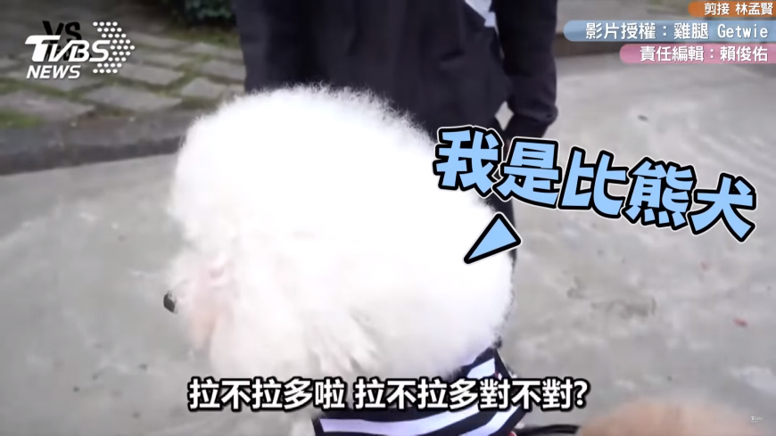 路人看見狗狗的反應 最常亂認品種和硬聊