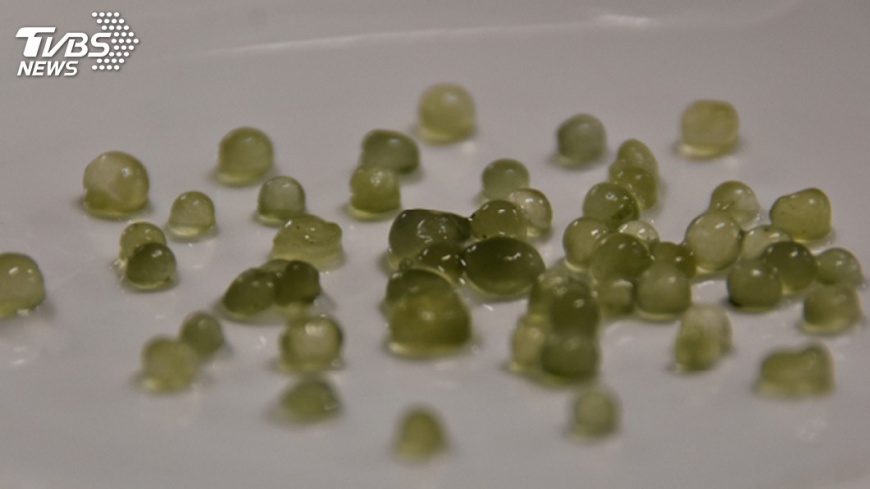 罕見食材雨來菇　慈濟科大研發敷料獲獎