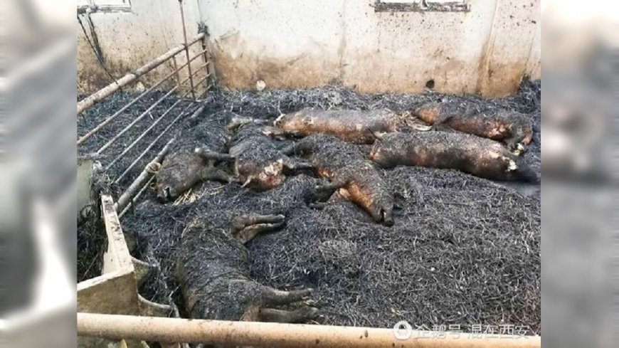 慘叫聲震天…豬舍大火187隻全燒死 飼主崩潰