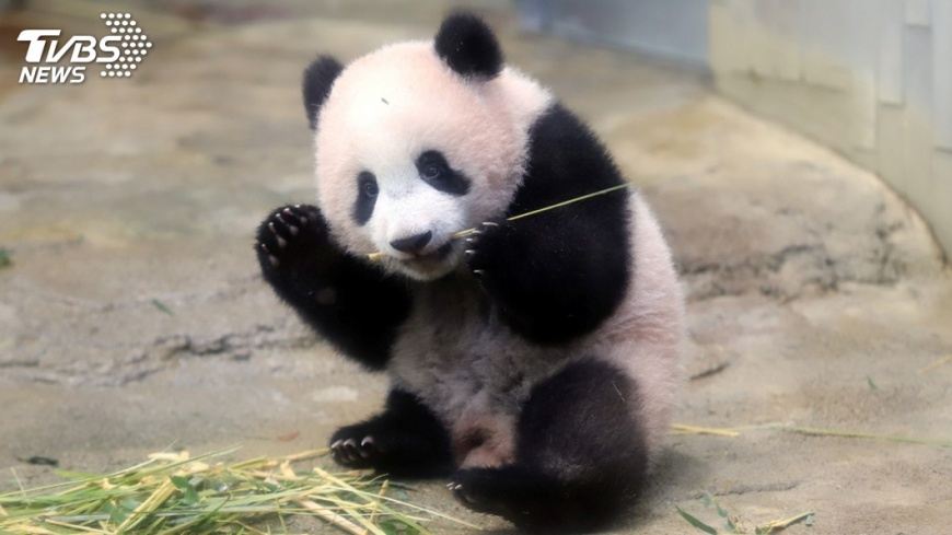 卡哇伊!上野動物園小貓熊香香 媒體前首度亮相