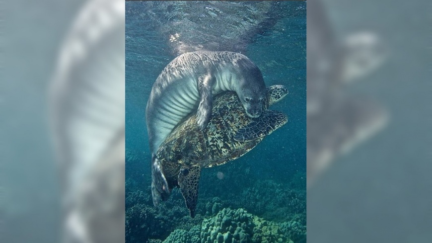 超暖!海龜纏釣魚線受困 海豹環抱「啃線」解救