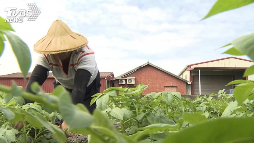 田裡只剩千歲團! 台灣農村嚴重缺工