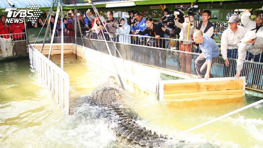 明星巨鱷轉贈對岸 飼主鱷魚王飆淚相送