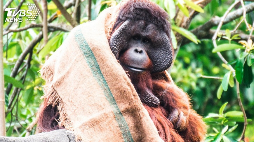 天氣冷颼颼 動物園抗寒大作戰