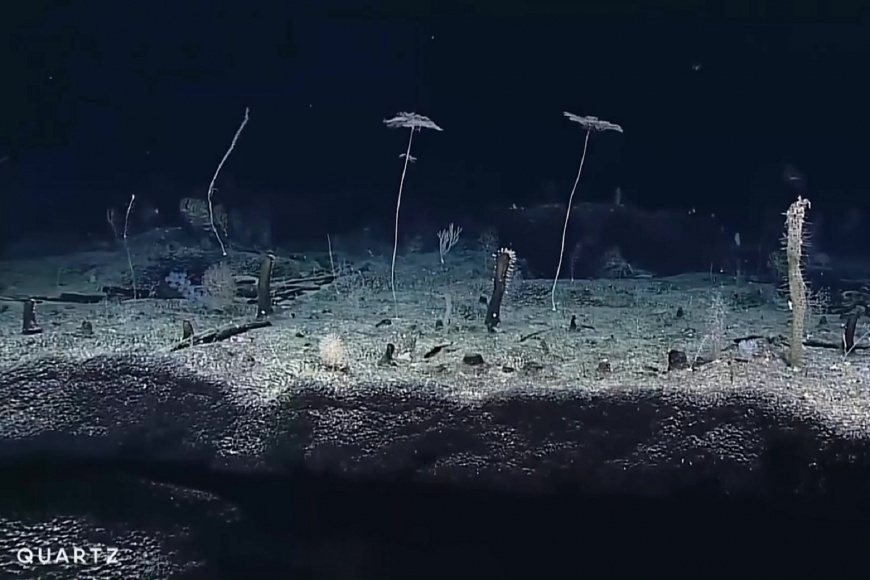 深海生物多樣奧秘 美科學家潛水探究
