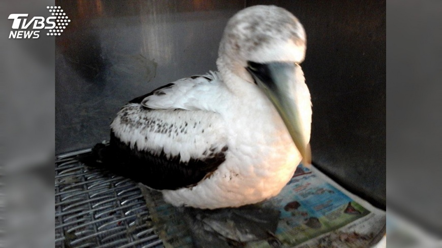 罕見!白頭鶇、藍臉鰹鳥現蹤 澎湖過境引關注