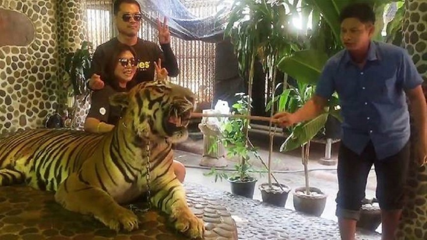 一天被戳數百下！激怒老虎供遊客拍照　泰動物園引眾怒