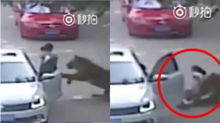 「猛虎區」擅下車害母遭咬死 女竟要園方要道歉