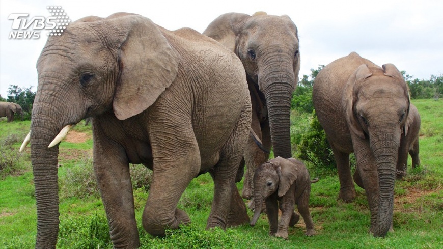 雲南野象保育有成 與人爭地成問題