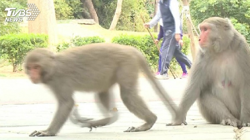 防餵食壽山獼猴 高市祭獎金鼓勵舉發