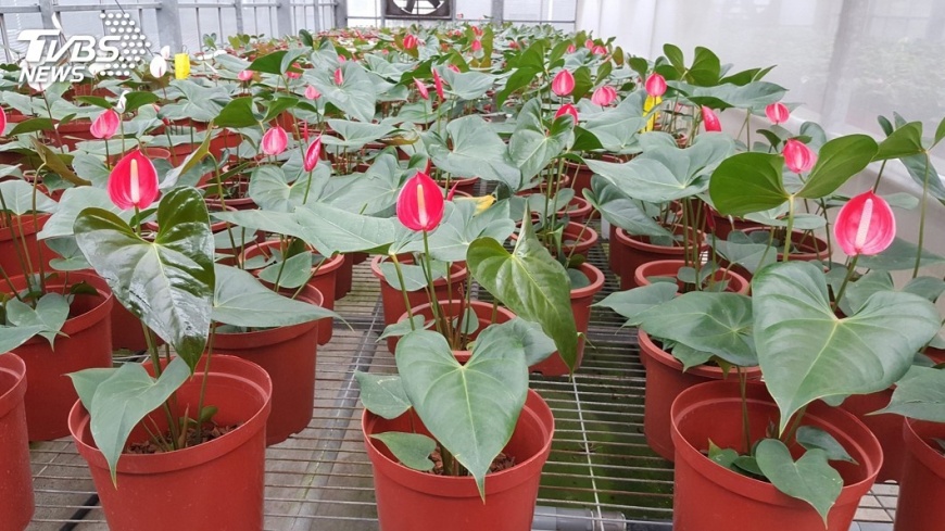 火鶴又有新品種 紅鈴具鬱金香花形