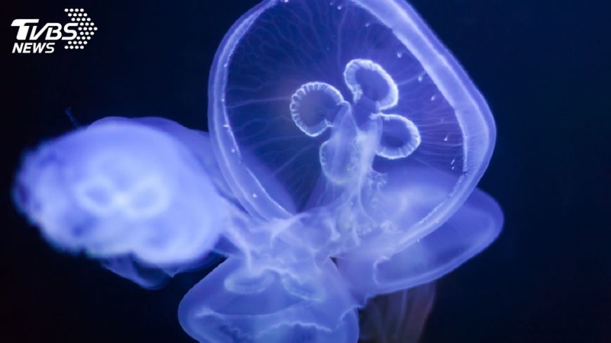 海洋水母多奧妙 科學家探自體發光原因
