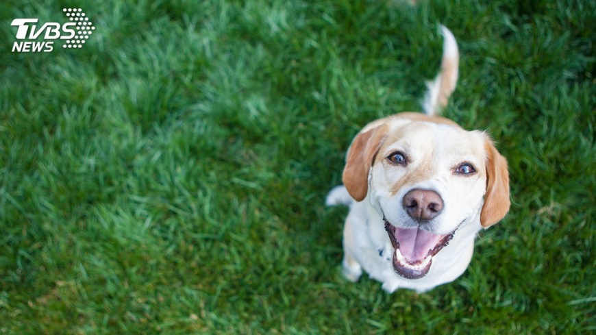 開罰了!不為犬貓施打狂犬疫苗 可處3到15萬罰緩
