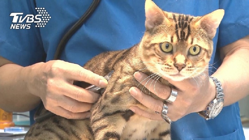 把貓丟醫院出國玩10天 無賴飼主還嫌住院費貴
