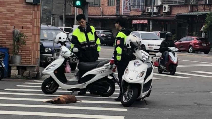 狗狗往生怕車輾過 暖警機車護遺體