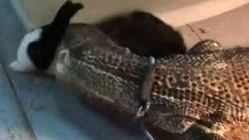 惡劣！飼主假愛心領養兔子　當免錢蜥蜴飼料