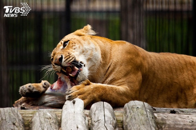 扯!動物園竟籲飼主 不想養可捐寵物當「飼料」