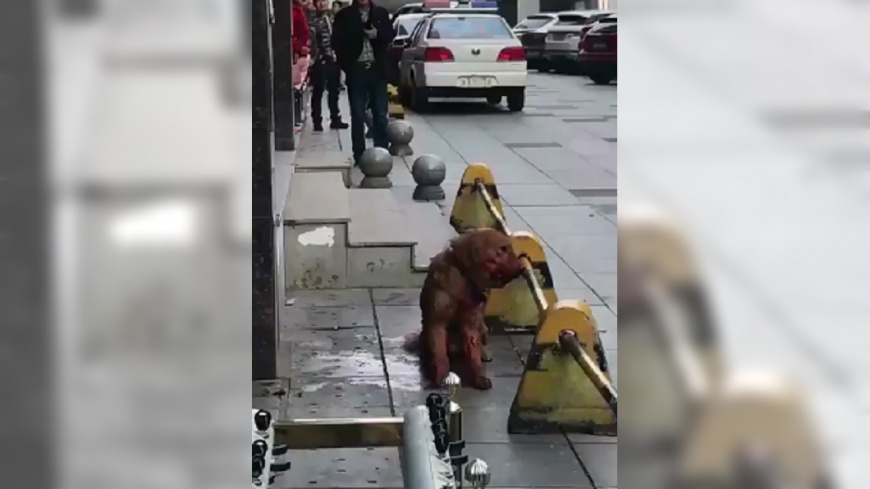 警揮棍當街虐殺黃金獵犬 只因未配置麻醉槍