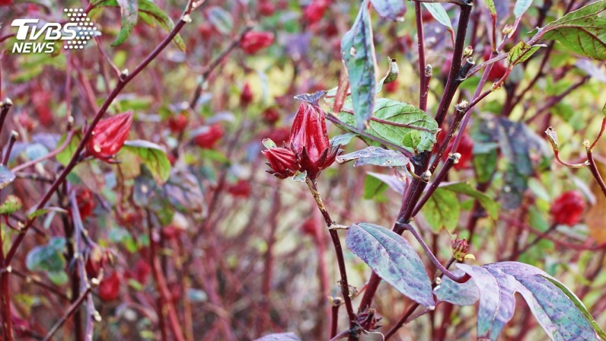 洛神花正值花開時節 「紅寶石」關渡平原盛開