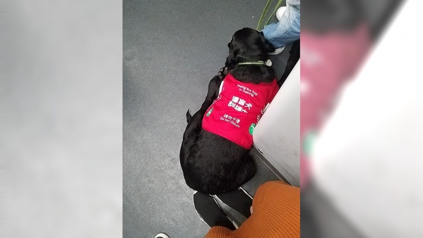 導盲犬一屁股坐她鞋上 暖心女「體貼」不敢動