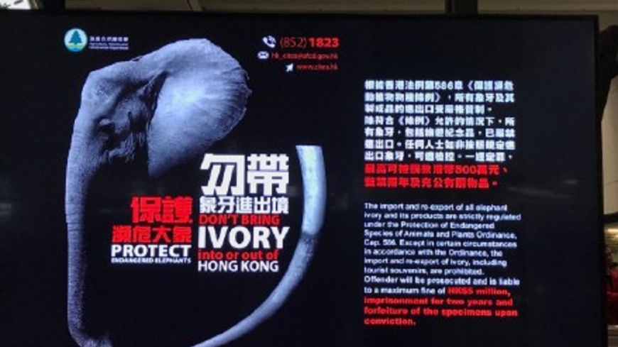 禁象牙改用河馬牙代替　大陸黑市交易恐轉到香港
