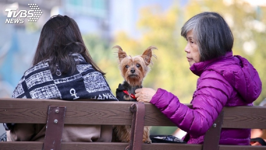新北犬貓絕育補助開跑 籲毛爸毛媽把握機會