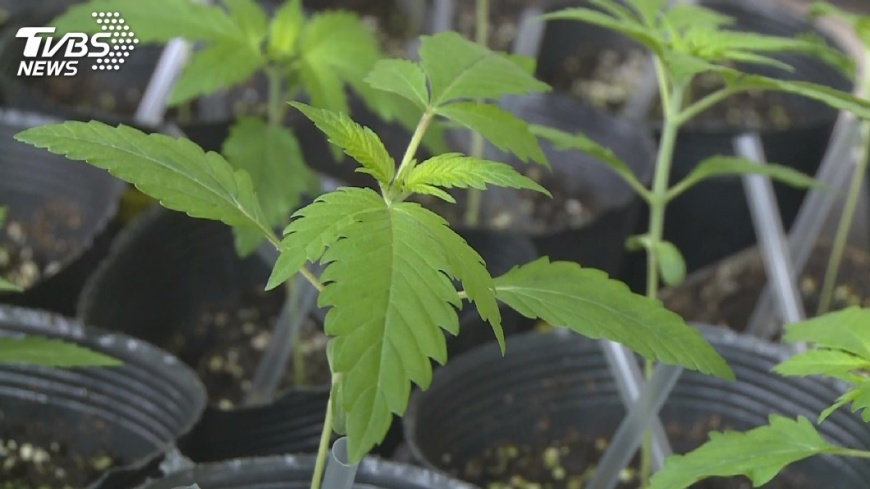 長期跟監 刑事局查獲犯嫌租民宅種大麻
