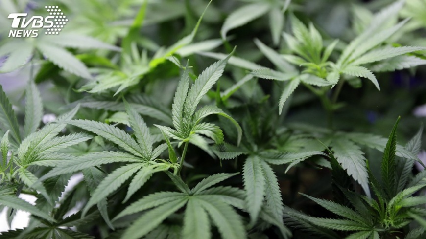 全球首屈一指供應國　澳洲開放醫用大麻出口