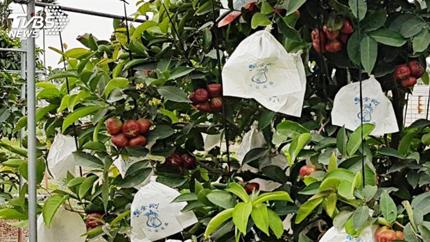 氣候異常農民退場 蓮霧種植面積減半