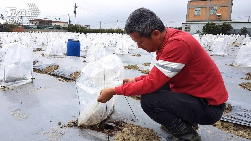 百株木瓜苗遭竊　瓜農心碎懸賞抓賊