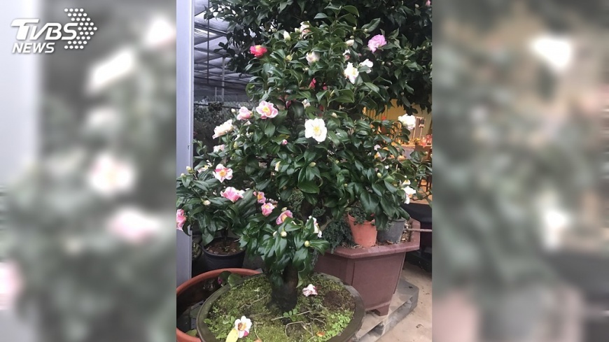 大型茶花展6日登場　千種茶花爭奇鬥豔