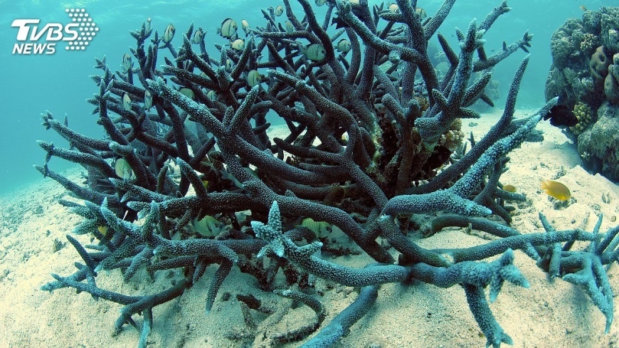 棘冠海星大入侵 啃食世界遺產大堡礁