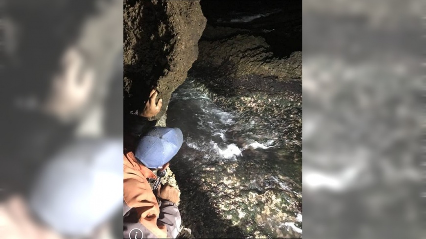 領航鯨卡貓鼻頭珊瑚礁 傷勢嚴重死亡