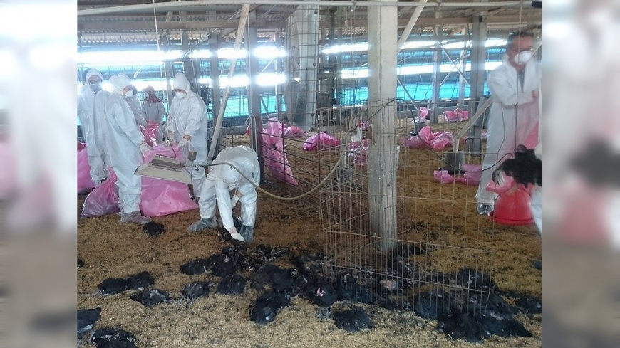 雲林家禽染H5N2禽流感 撲殺逾1萬隻