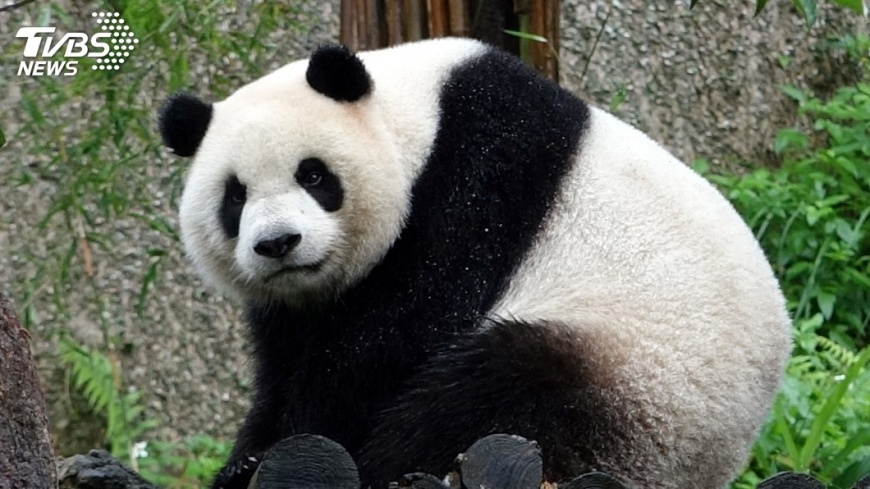 寒流報到愈晚愈冷 這些動物們超開心