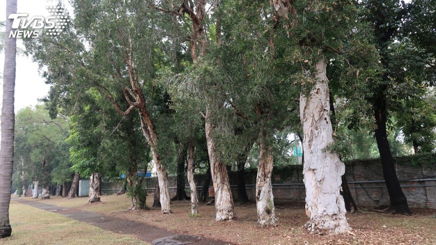 百年白千層腐朽嚴重 解除列管後移除